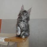 Maine coon kittens