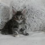 Maine coon kittens