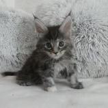Maine coon kittens