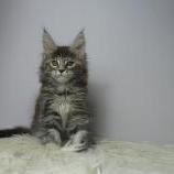Maine coon kittens
