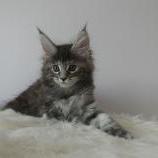 Maine coon kittens