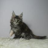 Maine coon kittens