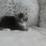 Maine coon kittens