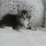 Maine coon kittens