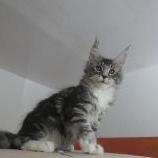 Maine coon kittens
