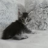 Maine coon kittens
