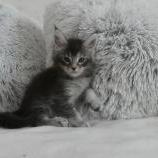 Maine coon kittens