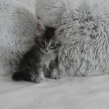 Maine coon kittens