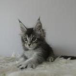 Maine coon kittens