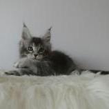 Maine coon kittens