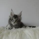 Maine coon kittens