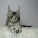 Maine coon kittens