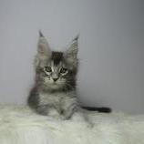 Maine coon kittens