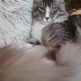 Maine Coon Female