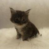 Maine coon kittens