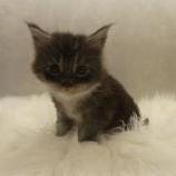 Maine coon kittens