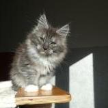 Maine coon kittens
