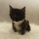Maine coon kittens