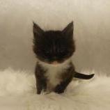 Maine coon kittens