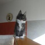 Maine coon kittens