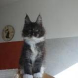 Maine coon kittens