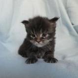 Maine coon kittens