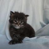 Maine coon kittens