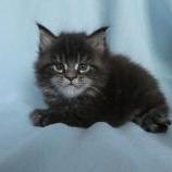 Maine coon kittens