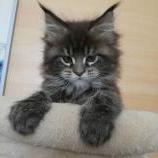 Maine coon kittens
