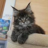Maine coon kittens