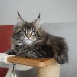 Maine coon kittens