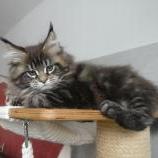 Maine coon kittens