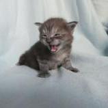 Maine coon kittens