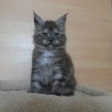 Maine coon kittens