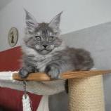 Maine coon kittens