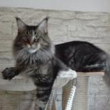 Maine Coon male