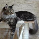 Maine Coon male