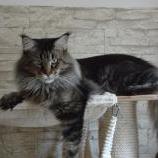 Maine Coon male