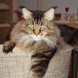 Maine Coon male