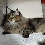 Maine Coon male