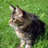 Maine Coon male